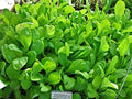 Mustard Spinach (Komatsuna) Tendergreen Great Heirloom Vegetable Seeds by Seed Kingdom (1 Lb Seeds)