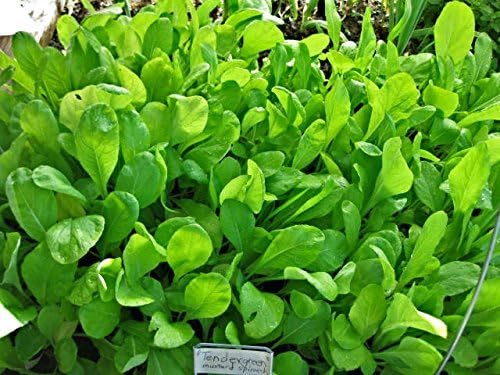 Mustard Spinach (Komatsuna) Tendergreen Great Heirloom Vegetable Seeds by Seed Kingdom (1 Lb Seeds)