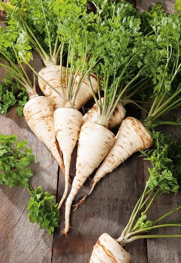 Seeds4planting - Seeds Parsley Hercules Root&Leave Universal Heirloom Herbs Non GMO for Planting 2000 Seeds