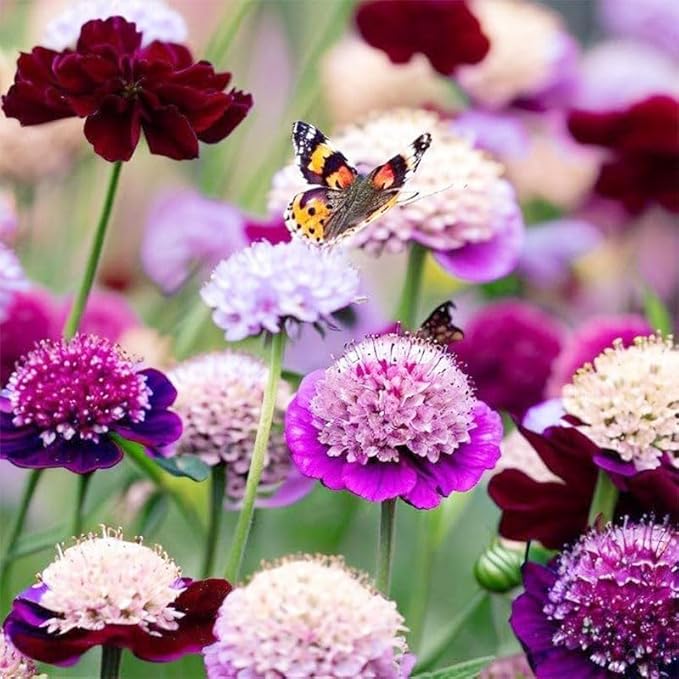 185+ Heirloom Scabiosa Seeds - Non-GMO Perennial, High Germination & Profuse Blooms Low-Maintenance, Bee-Attracting Cut Flower for Garden Decoration
