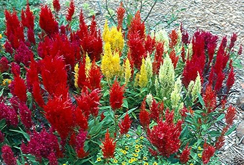 RAISE ME UP: Seeds Plumed Cockscomb Mix (Crested, West Indian, Toreador) Celosia Annual Flowers