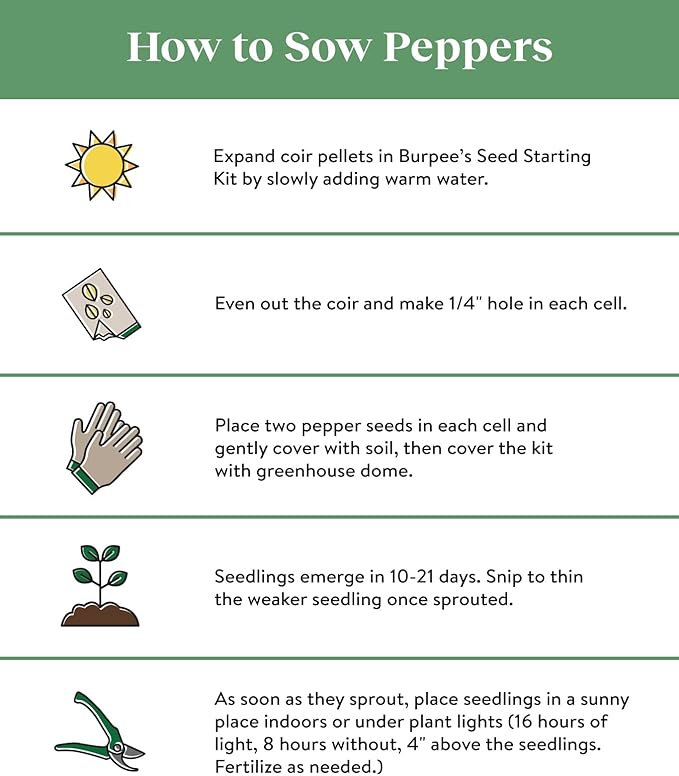 Burpee California Wonder Sweet Pepper Seeds | 300 Non-GMO Heirloom Pepper Seeds for Home Garden | Large Red Bell Peppers & Green Bell Peppers for Stuffing | Seeds for Planting
