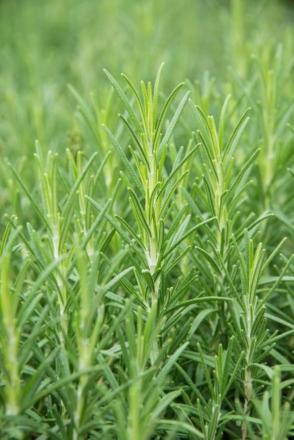 Herb Rosemary Pkt - Approx. 100 seeds