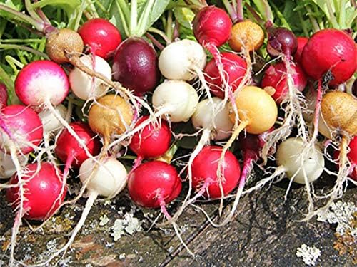KIRA SEEDS - Seeds Radish Rainbow Mix Harvest Within 25 Days - Heirloom Vegetable - GMO Free