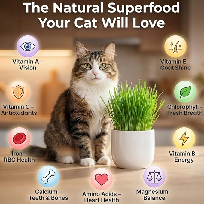 NatureZ Edge Premium Cat Grass Seeds for Indoor Cats, Non GMO - 1/2 lb Oat, Wheat, Barley & Rye Grass for Indoor Cats, Cat Plant, Kitty Lawn, Pet Grass, Hierba para Gatos, Made in USA