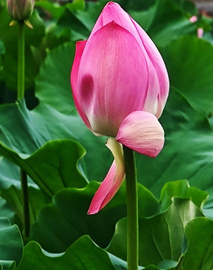 35 pcs Mini Lotus Seeds Variety Pack – Bonsai Lotus, Water Lily Garden Seeds for Ponds, Containers, Patio & Zen Decor