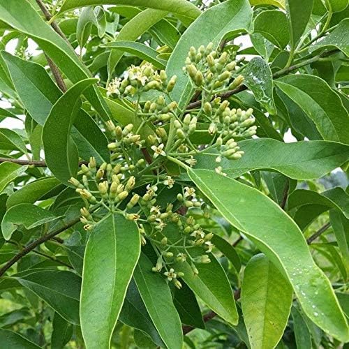 Indian Sreeghandha Seeds for Planting, Aromatic & Hardy Variety, Fast Germination, High Yield, Easy to Grow, Low Maintenance Herb for Home Garden, Pots, Backyard & All Climate Zones