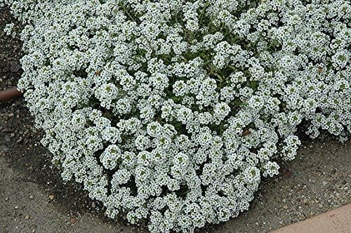 Dirt Goddess Super Seeds ~ Alyssum, Sweet Tall Flower Seeds (1/2 Lb) Lobularia maritima Non GMO