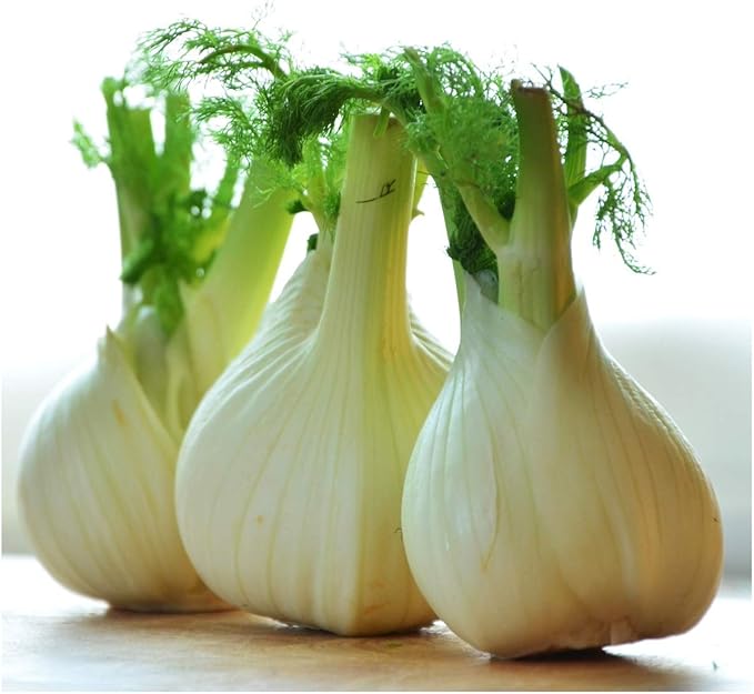 Seed Needs Florence Fennel Seeds for Planting - Non-GMO Heirloom & Untreated - Culinary & Medicinal Herb to Plant an Indoor/Outdoor Home Grown Garden (1 Pack)