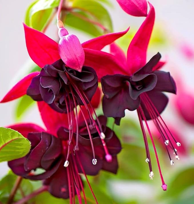Mixed 100 Seeds Fuchsia Flower Seeds Perennial Home Bonsai