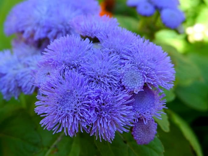 Ageratum Blue Ageratum houstonianum Flossflower Blue Mink Garden Seeds for Planting 400+ Seeds