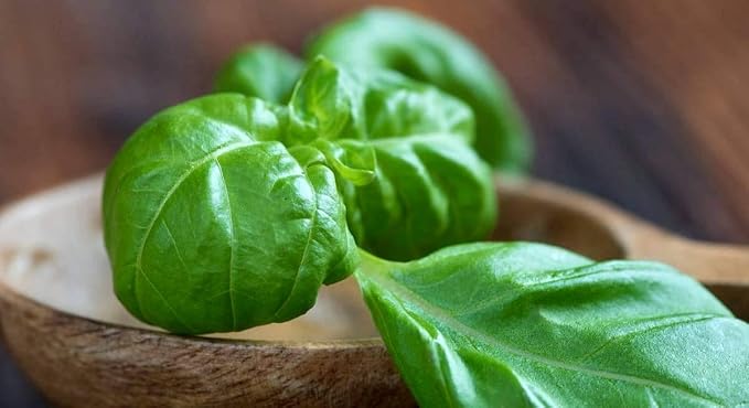 Large Leaf Basil Seeds 700+ Seeds for Planting Non-GMO