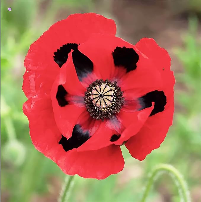 Lady Bird Poppy Seeds - Tall Poppy with Black Markings - 1000 Seeds. Also Called Ladybug Poppies