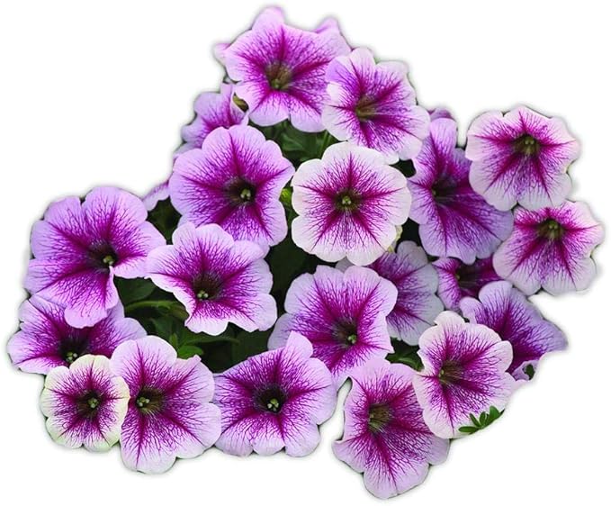 Park Seed Opera Supreme Raspberry Ice Petunia Seeds – Self-Cleaning 2-Inch Pale Pink and Purple Blooms, Trailing 2–3 Ft. for Baskets, Containers, or Groundcover, Easy Care Annual – Pack of 10