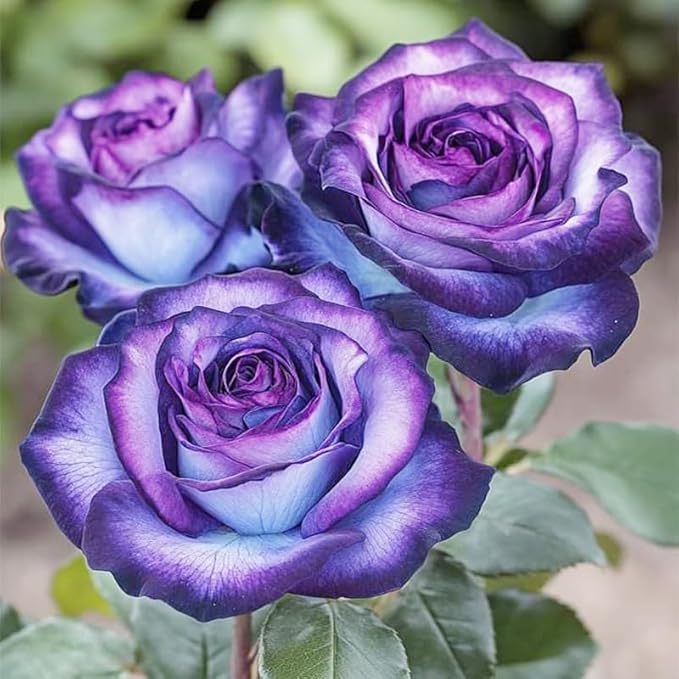 165+ Exotic Perennial Rose Seeds for Planting - Non-GMO Rare and Beautiful Rose Seeds for Garden Patio for Outdoor Planting