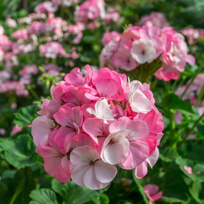 20+ Mixed Perennial Geranium Seeds for Planting-Hardy Double Geraniums Seeds Flower,Non-GMO Heirloom for Home Garden Outdoor