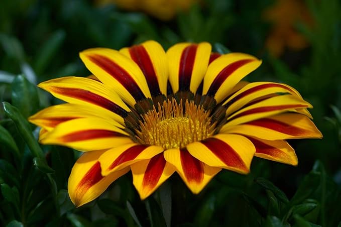 100+ Seeds Treasure Flower (Gazania) - Flower Mix