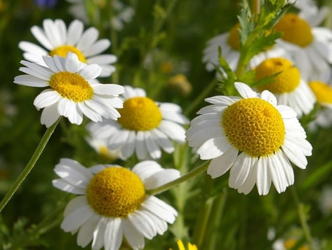 Seeds German Chamomile - Matricaria chamomilla - 2500 Seeds Heirloom Herbs - GMO Free