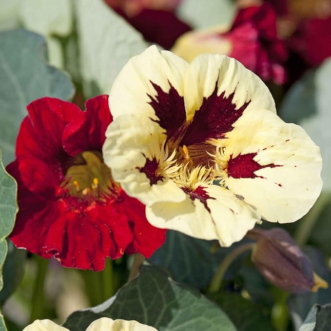 Eden Brothers Nasturtium Seeds - Bloody Mary