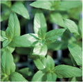 Park Seeds Mint Seeds, Varies of Fragrant Herb and Ornamental Garden Staple, Peppermint, Pack of 100