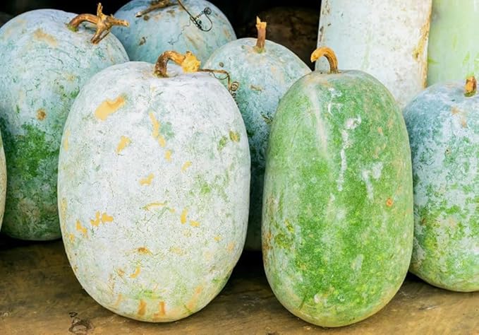 25PCS Giant Round Wax Gourd Seeds Heirloom Vegetable Garden Seeds