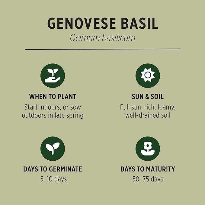 Banyan Botanicals Organic Genovese Basil Seeds – for Planting Indoors or Outdoors – Sweet & Delicious Easy to Grow Italian Basil – 100 Count – Open Pollinated Non-GMO Herb Seeds