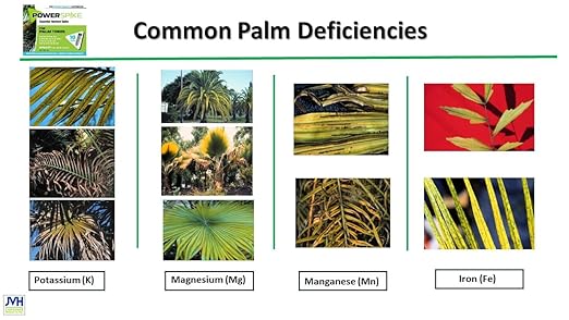 for Palm Trees, Palm Tree Fertilizer Spike. Essential Nutrient Spike specifically formulated to Effectively Feed and fertilize All Types of Palm Trees and Address Common Deficiencies. (10)