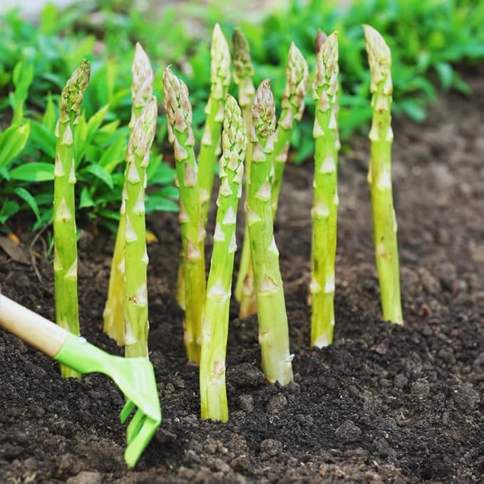 Asparagus Seeds, 300 Seeds, Vegetable Seeds, Asparagus Vegetable Seeds for Planting