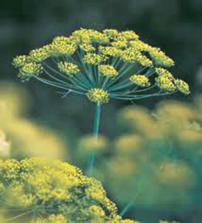 Dill Seed, Mammoth Long Island, Heirloom, Non GMO, 100 Seeds, Herb Fresh or Dried