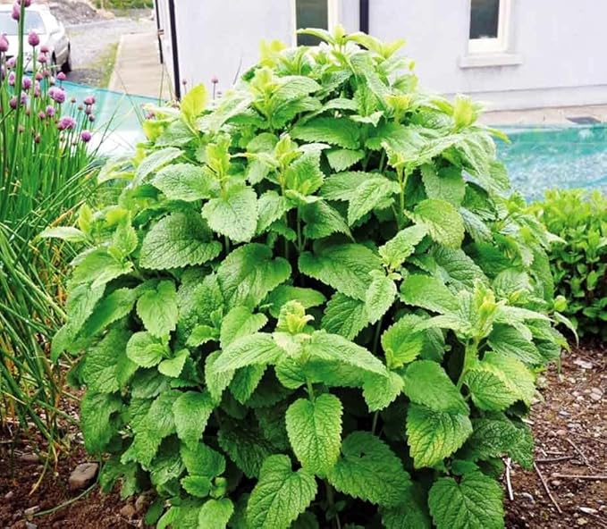 SeedsUP - 300+ Seeds Melissa Lemon Balm Mint - Herb Green