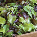 Vegetable Garden Seeds for Planting - Grow Heirloom Vegetables (Gourmet Lettuce Mix)