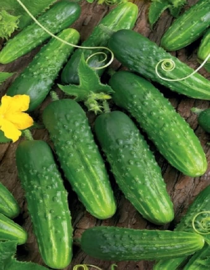 Cucumber Be st Seller F1 Seeds – Hybrid, Self-Pollinated | 37–40 Days to Harvest | High-Yield, Disease-Resistant Variety for Greenhouses & Open Fields