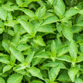 Thai Basil Herb Seed 500 Mg ~250 Seeds – Non-GMO, Heirloom, Open-Pollinated – Ocimum basilicum VAR. thyrsiflora – Licorice-Sweet Flavor – Great for Cooking, Soaps & Aromatherapy