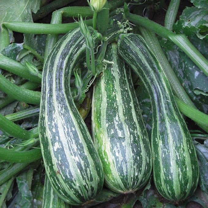 SeedsUP - 30+ Seeds Cocozelle Zucchini - Vegetable Green