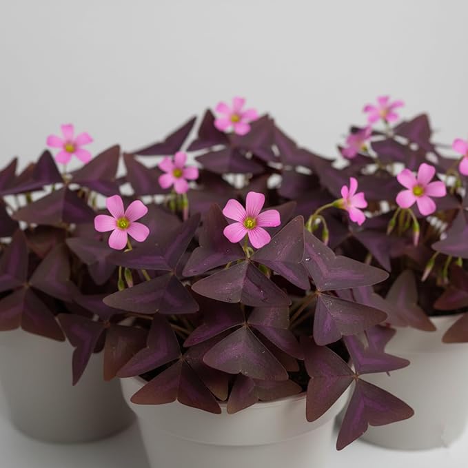 Pack of 24 Purple Shamrocks Bulbs, Oxalis Bulbs for Planting, Oxalis Triangularis Bulbs Good Luck Flower Bulbs