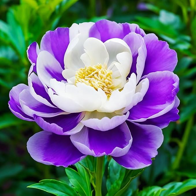 299Pcs Perennial Mixed Peony Seeds for Garden Planting -Peony Flower Seeds for Planting Four Seasons