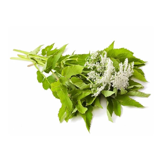 Biokoma Pure Angelica (Angelica Archangelica) Dried Root 100g (3.55oz) in Resealable Moisture Proof Pouch Herbal Tea No Additives No Preservatives, Kosher