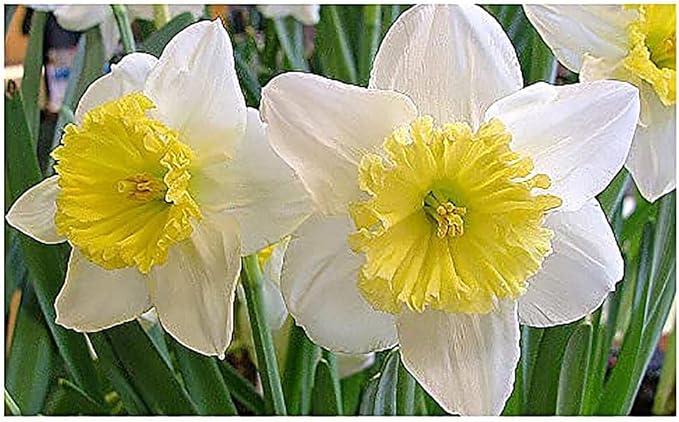 5 Jetfire Narcissus Bulbs - Top Size Daffodil Bulbs