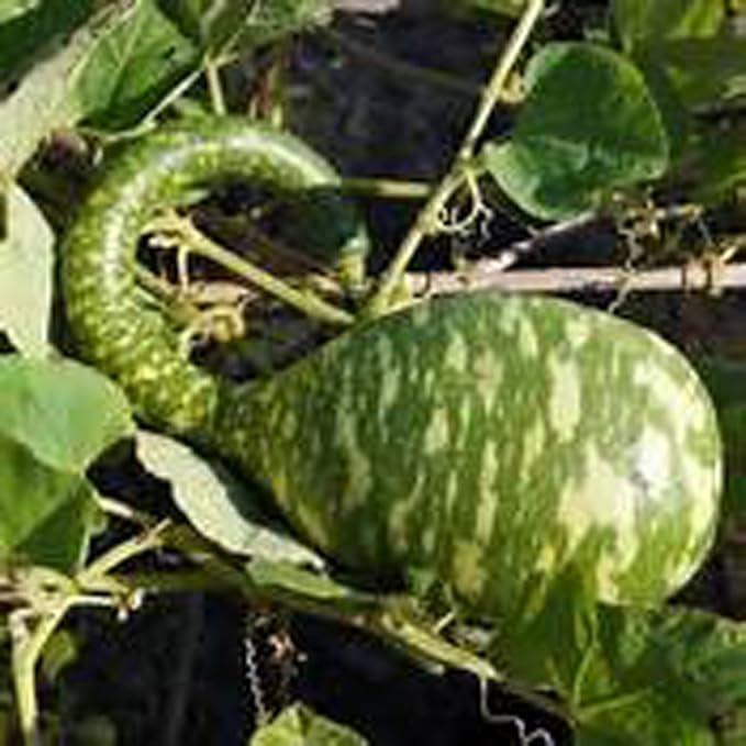 Gourd Seeds Speckled Swan Gourd Seeds, 50 Seed Pack, USA Product. Packed by JACOBS LADDER ENT. (50)