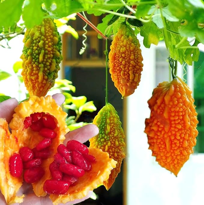 10pcs Momordica Charantia Seeds Bitter Gourd Melon Cundeamor Vine Vegetable Seeds