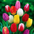 Triumph Tulip Bulbs for Fall Planting Mixed Perennial Hybrids Darwin Changing Colors Emperor Mixture Size 12+ (5, Emperor Mixture)