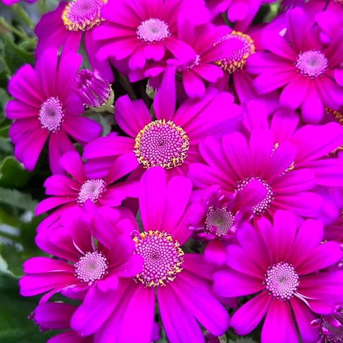 1000 Pieces Cineraria Flower Seeds,Winter to Spring Blooming, 10-20 Days Germination, Indoor Pots and Shade Gardens