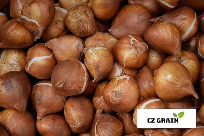 Butterfly Mix Daffodil Bulbs for Planting - Easy to Grow Perennial Flowers for Garden or Containers (10 Bulbs)