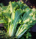 800 Michihili Chinese Cabbage Seeds | Non GMO Heirloom Garden Napa Bok Choy Spinach Leaf Lettuce Asian Vegetable Seed