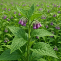 Bocking 14 Comfrey Root Cutting (12pcs) | by Marsh Creek Farmstead…