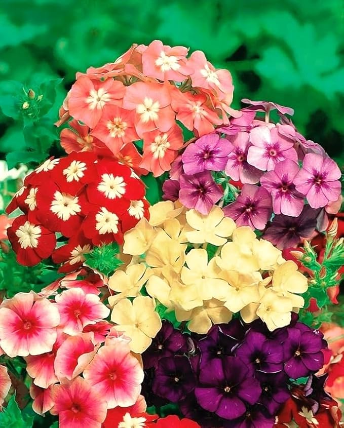 Phlox Drummondii Mix Seeds – Annual Flower (Phlox drummondii) | Heirloom, Non-GMO, Colorful Garden Bedding Flower