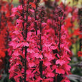 Park Seed Lobelia Flower Plant Seeds, Easy to Grow, Perfect for Spring Garden, Deep Rose, Pack of 20