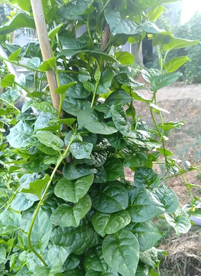 100PCS Green Malabar Spinach Seeds Ceylon Spinach Vine Spinach Perennial Vegetable Seeds