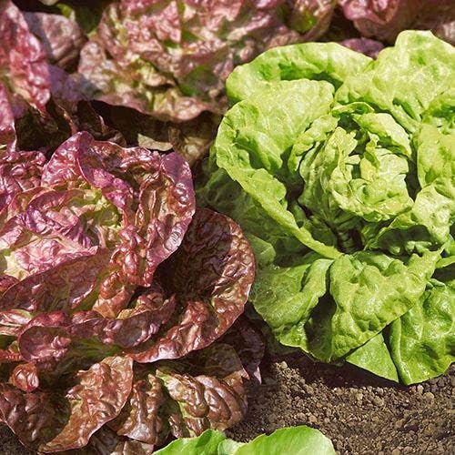 Park Seed Lettuce Salad Mix Edible Plant Seeds – Butterhead Blend of Red Roxy and Green Mirlo Varieties, Tender Boston-Type Lettuce for Cool Weather Gardens or Containers, Pack of 100