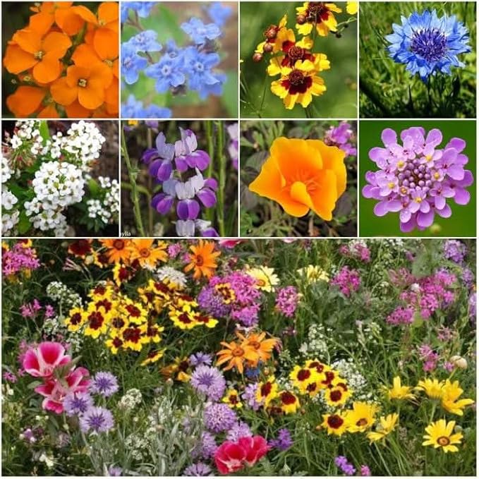 Seed Needs 2 Ounce Low Growing Wildflower Flower Seeds for Planting | Mixture/Blend 17 Varieties | Resealable Package Multicolored Blooms Open Pollinated Mixed Species | Bulk